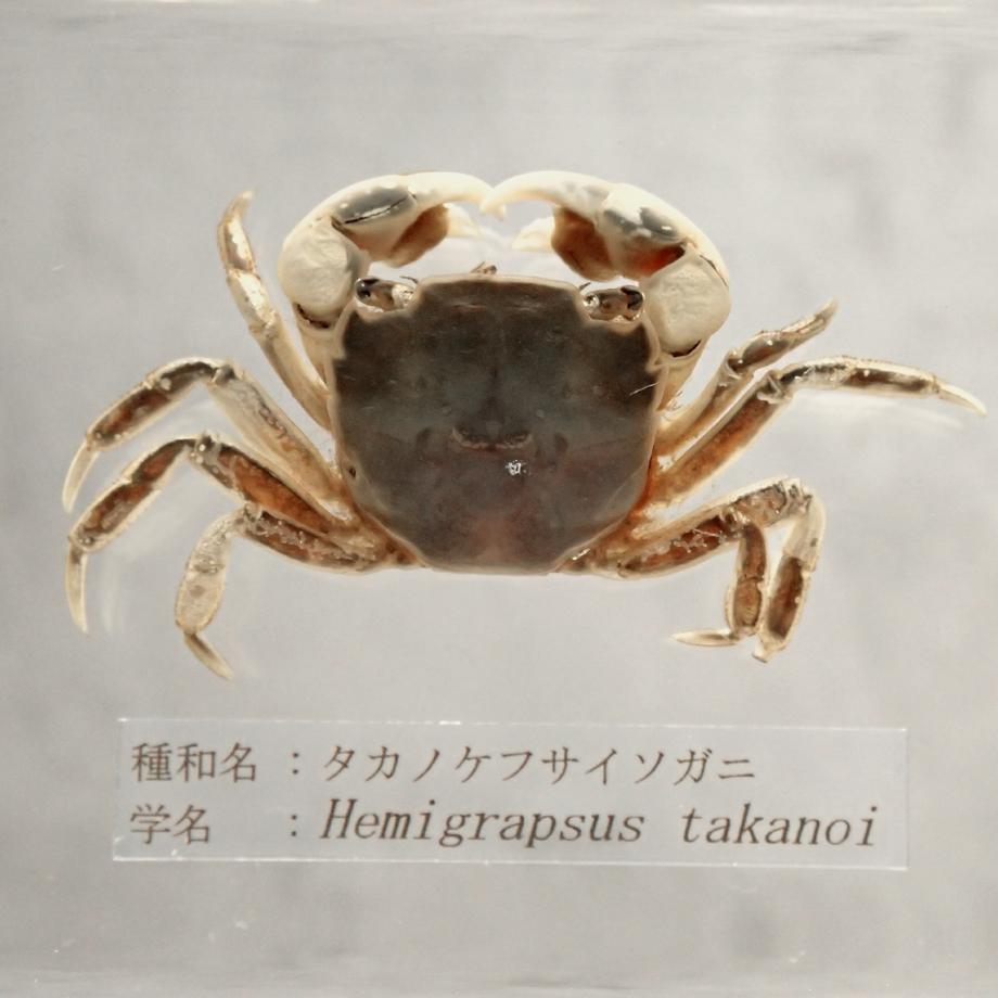 タカノケフサイソガニ樹脂封入標本 L (木製標本箱入り) | 14枚目