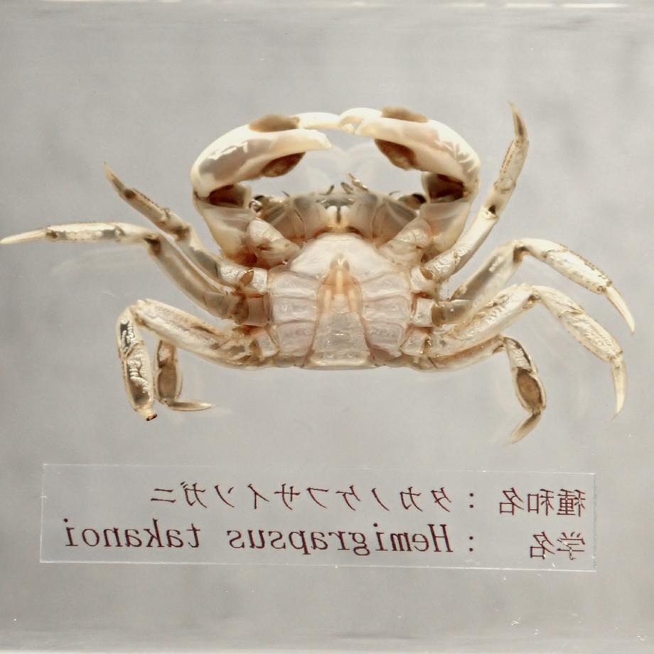 タカノケフサイソガニ樹脂封入標本 L (木製標本箱入り) | 15枚目