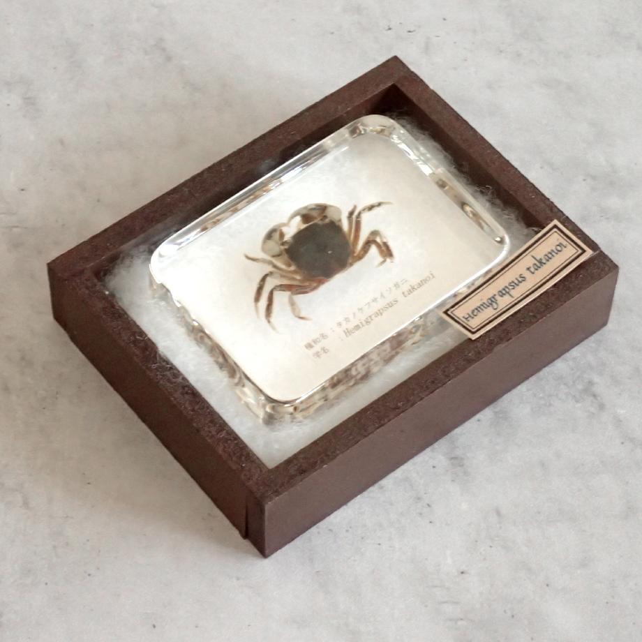 タカノケフサイソガニ樹脂封入標本 L (木製標本箱入り) | 16枚目