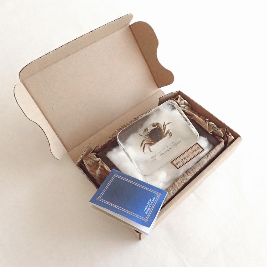 タカノケフサイソガニ樹脂封入標本 L (木製標本箱入り) | 17枚目