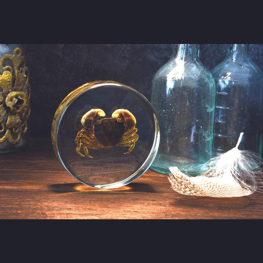 タカノケフサイソガニ樹脂封入標本 L (木製標本箱入り) | 18枚目