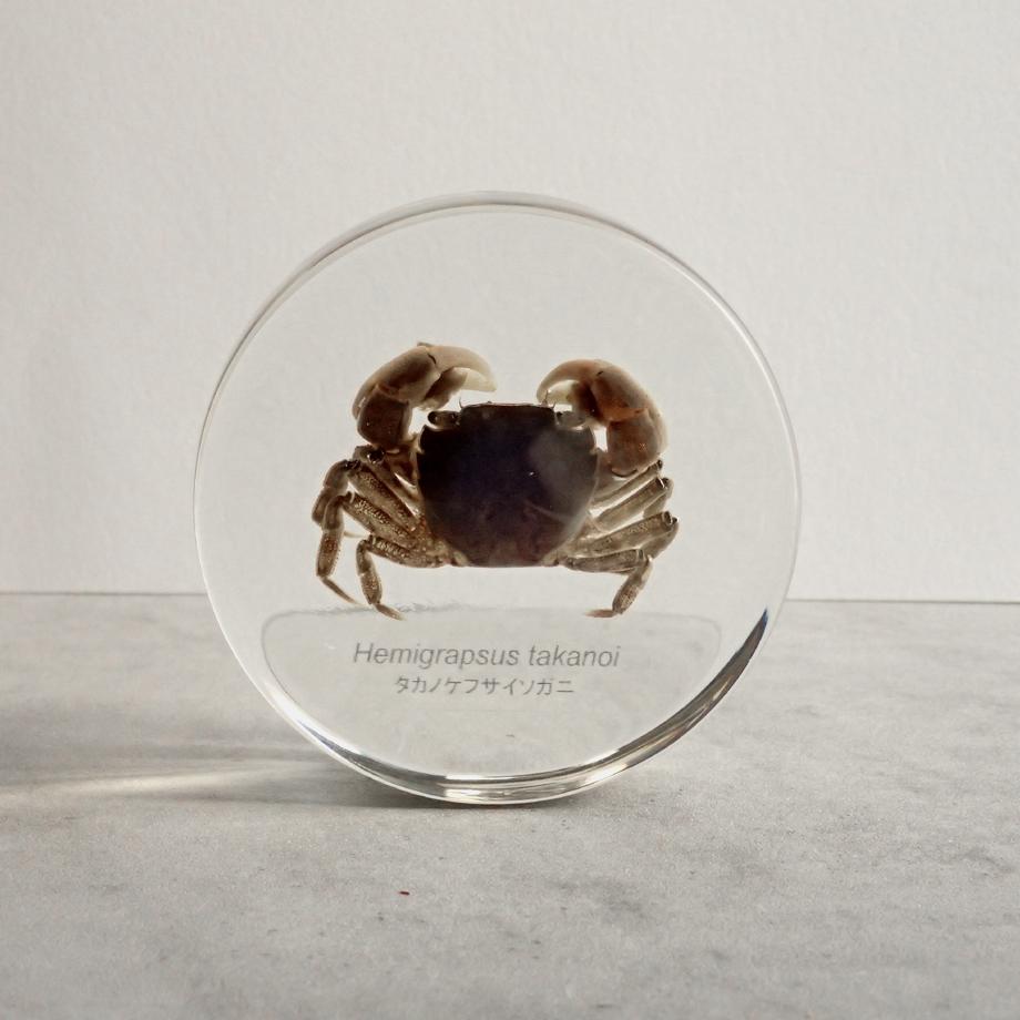 タカノケフサイソガニ樹脂封入標本 L (木製標本箱入り) | 5枚目