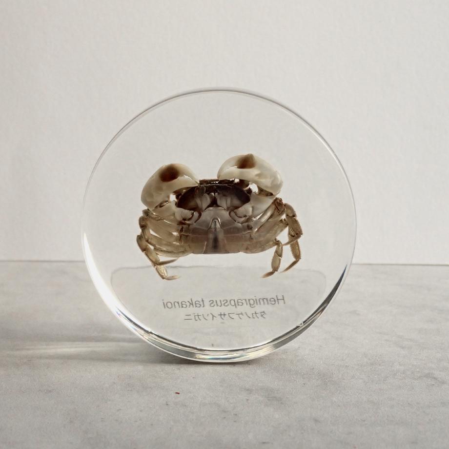 タカノケフサイソガニ樹脂封入標本 L (木製標本箱入り) | 6枚目