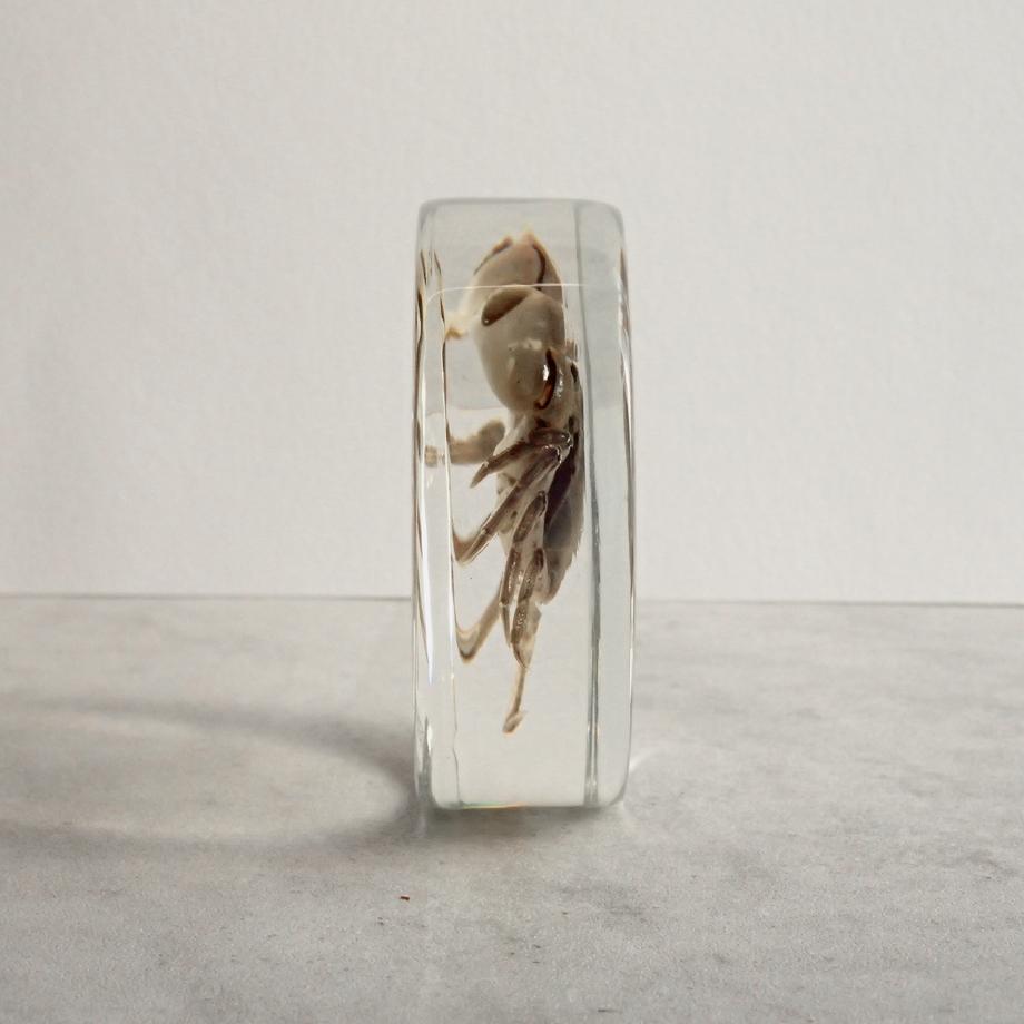 タカノケフサイソガニ樹脂封入標本 L (木製標本箱入り) | 7枚目