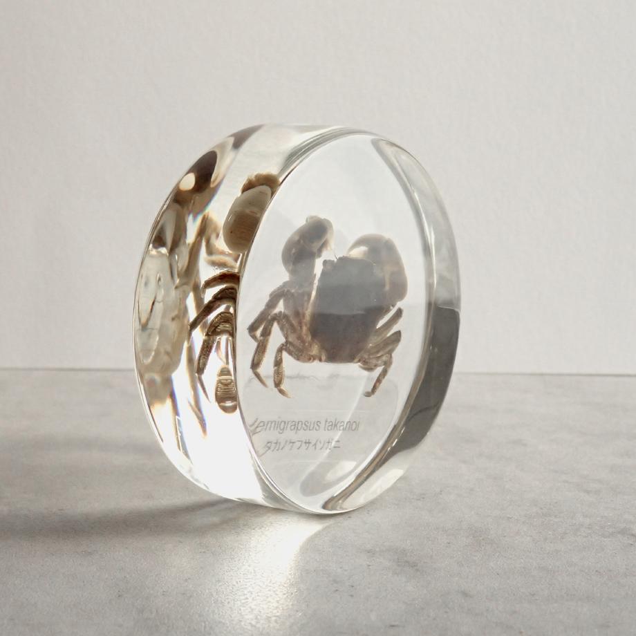 タカノケフサイソガニ樹脂封入標本 L (木製標本箱入り) | 8枚目
