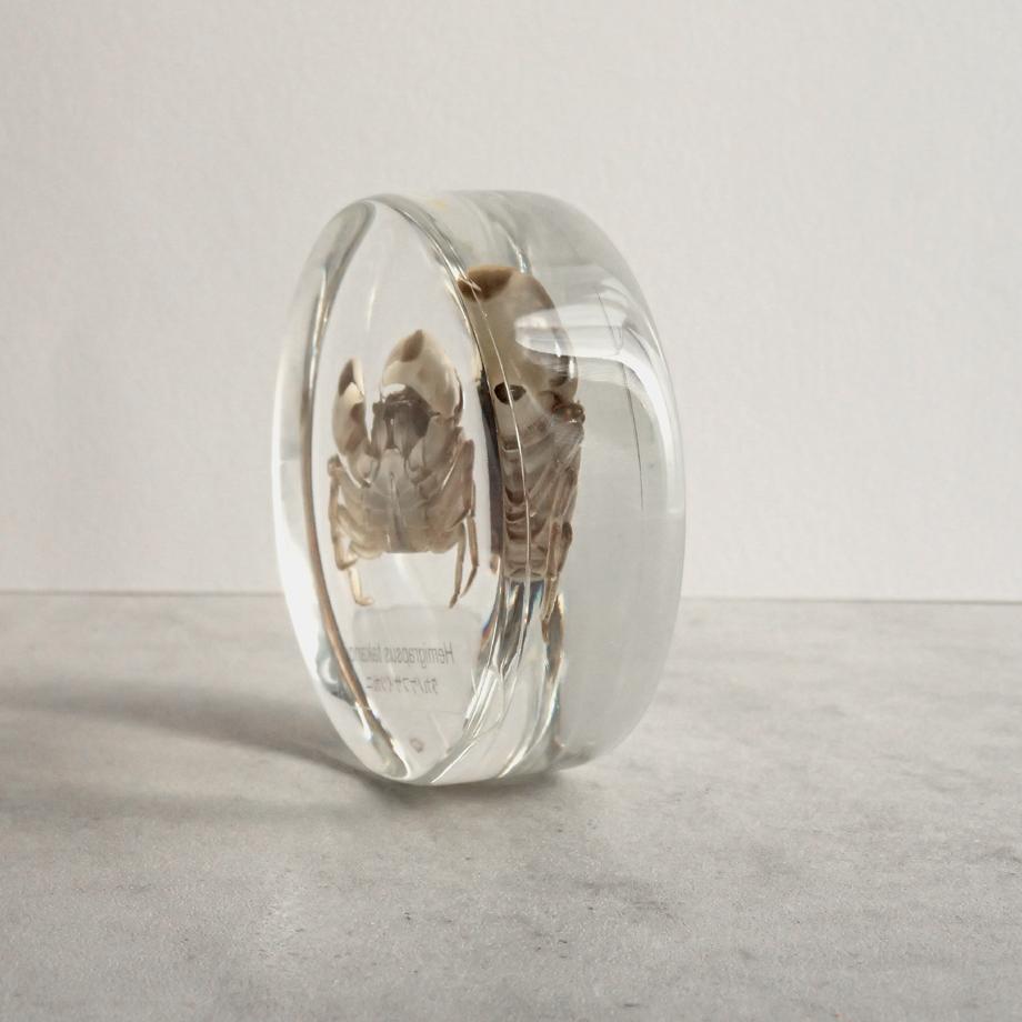 タカノケフサイソガニ樹脂封入標本 L (木製標本箱入り) | 9枚目