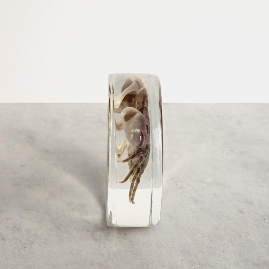 タカノケフサイソガニ樹脂封入標本 L (木製標本箱入り) | 10枚目