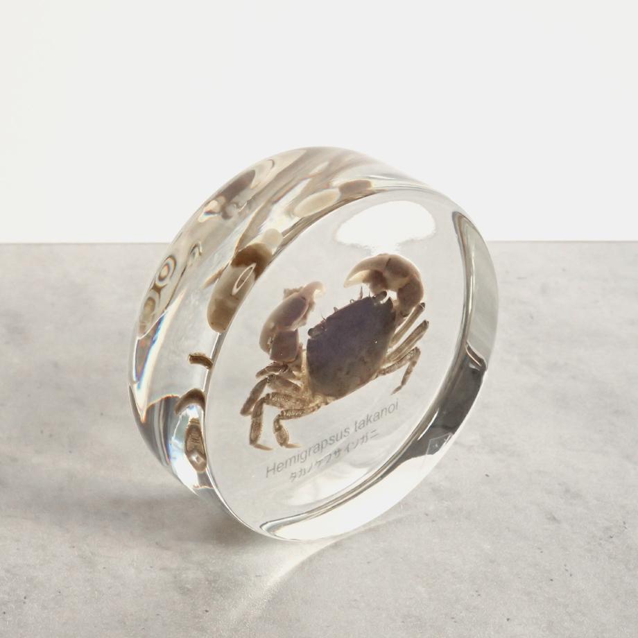 タカノケフサイソガニ樹脂封入標本 L (木製標本箱入り) | 11枚目