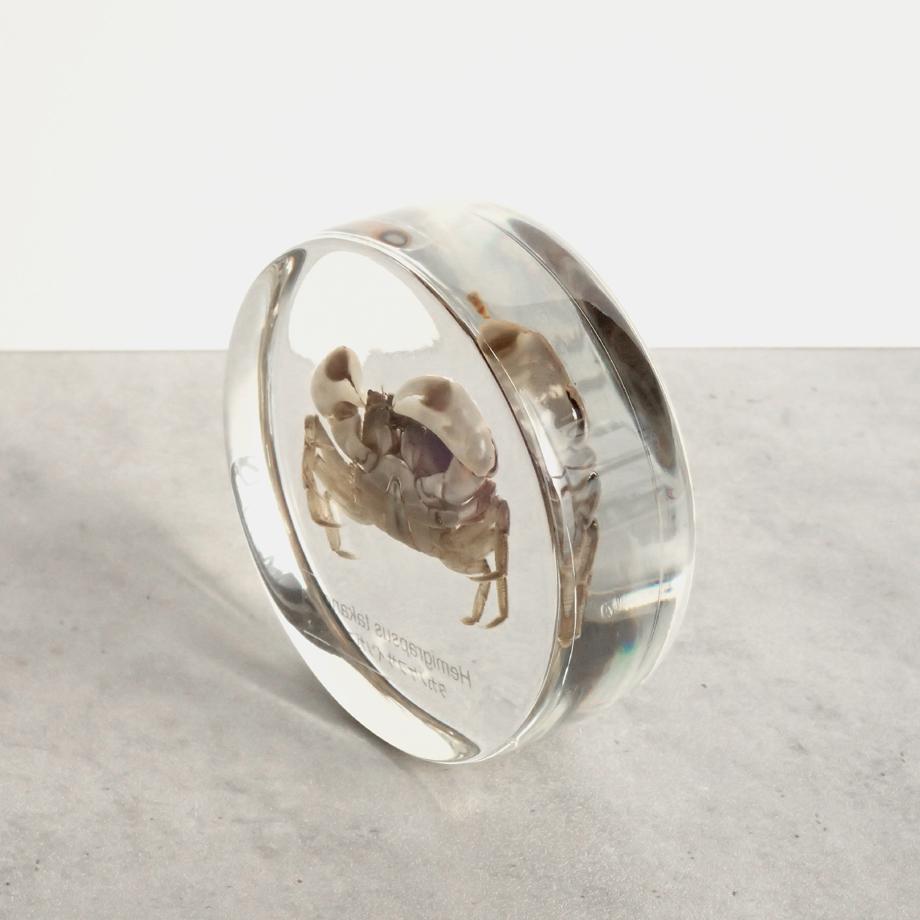 タカノケフサイソガニ樹脂封入標本 L (木製標本箱入り) | 12枚目