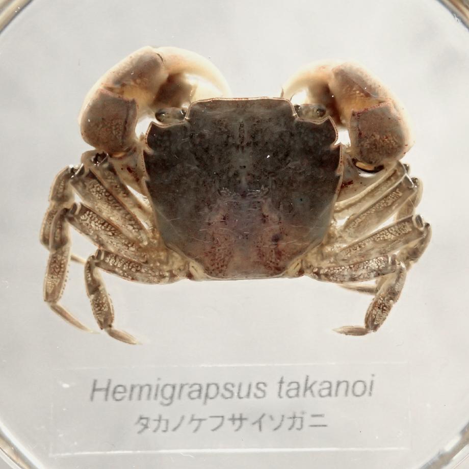 タカノケフサイソガニ樹脂封入標本 L (木製標本箱入り) | 13枚目