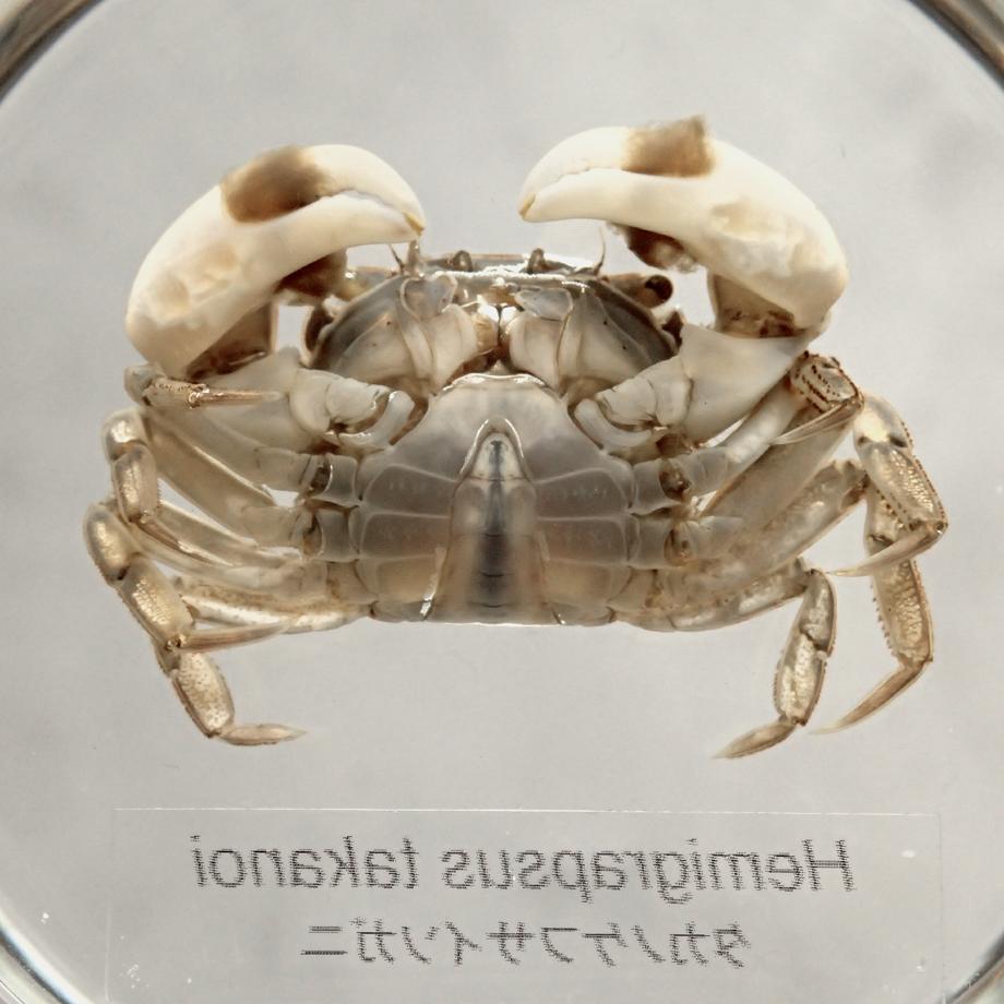 タカノケフサイソガニ樹脂封入標本 L (木製標本箱入り) | 14枚目