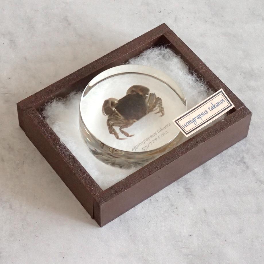 タカノケフサイソガニ樹脂封入標本 L (木製標本箱入り) | 15枚目