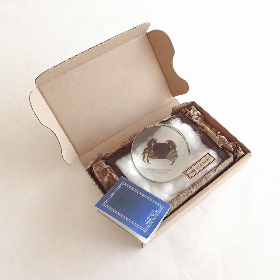 タカノケフサイソガニ樹脂封入標本 L (木製標本箱入り) | 16枚目