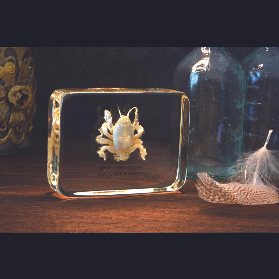 クダヒゲガニ科の一種樹脂封入標本 L (木製標本箱入り) | 18枚目