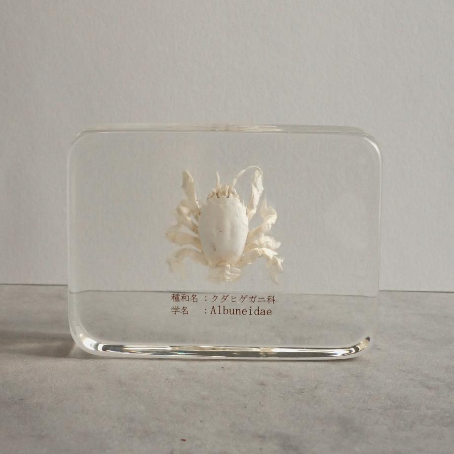 クダヒゲガニ科の一種樹脂封入標本 L (木製標本箱入り) | 5枚目