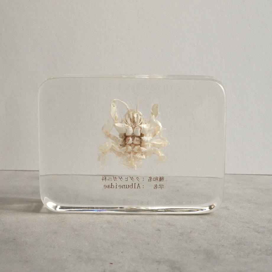 クダヒゲガニ科の一種樹脂封入標本 L (木製標本箱入り) | 6枚目