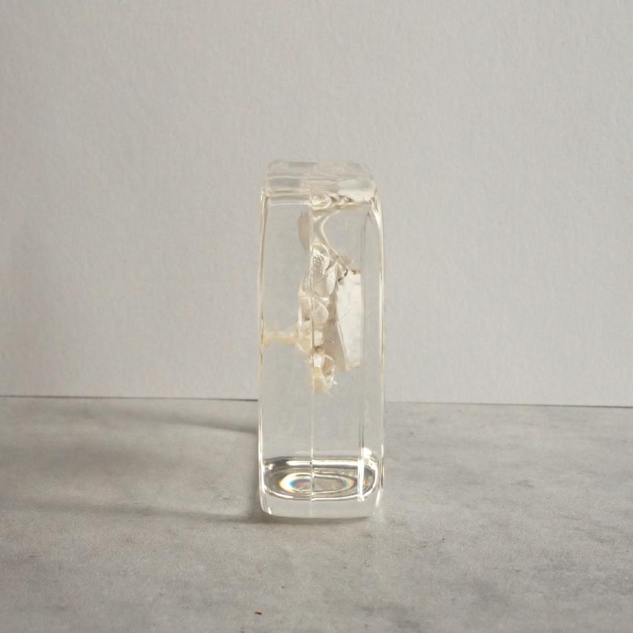 クダヒゲガニ科の一種樹脂封入標本 L (木製標本箱入り) | 7枚目