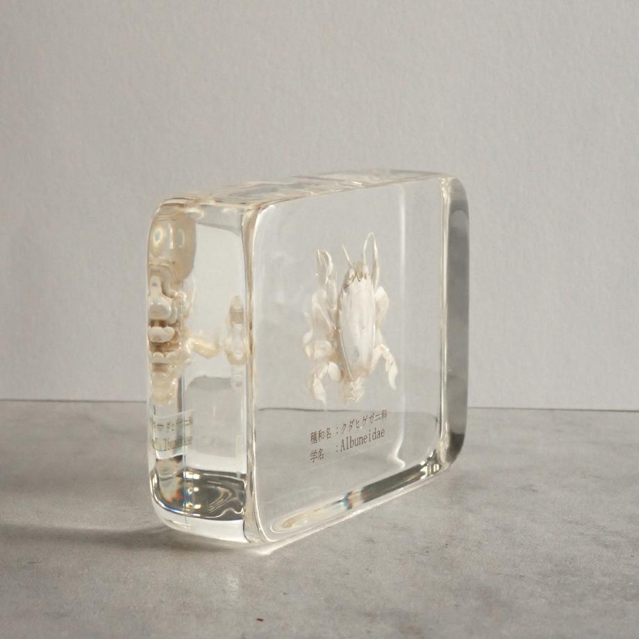 クダヒゲガニ科の一種樹脂封入標本 L (木製標本箱入り) | 8枚目