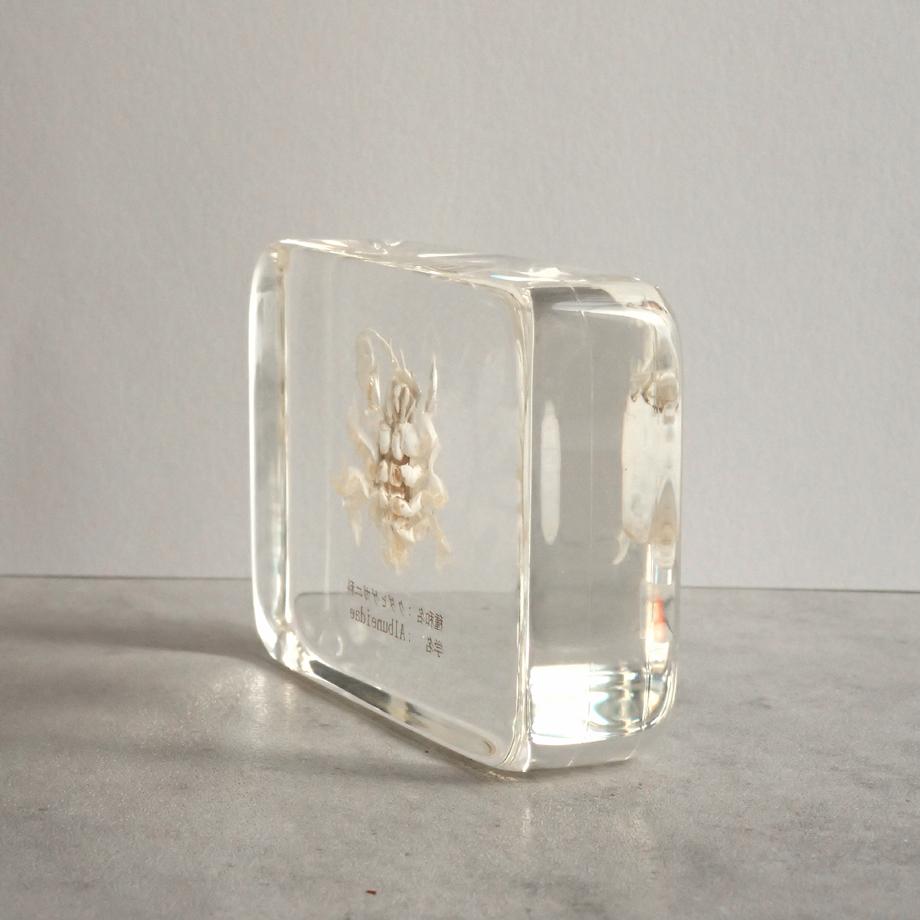 クダヒゲガニ科の一種樹脂封入標本 L (木製標本箱入り) | 9枚目