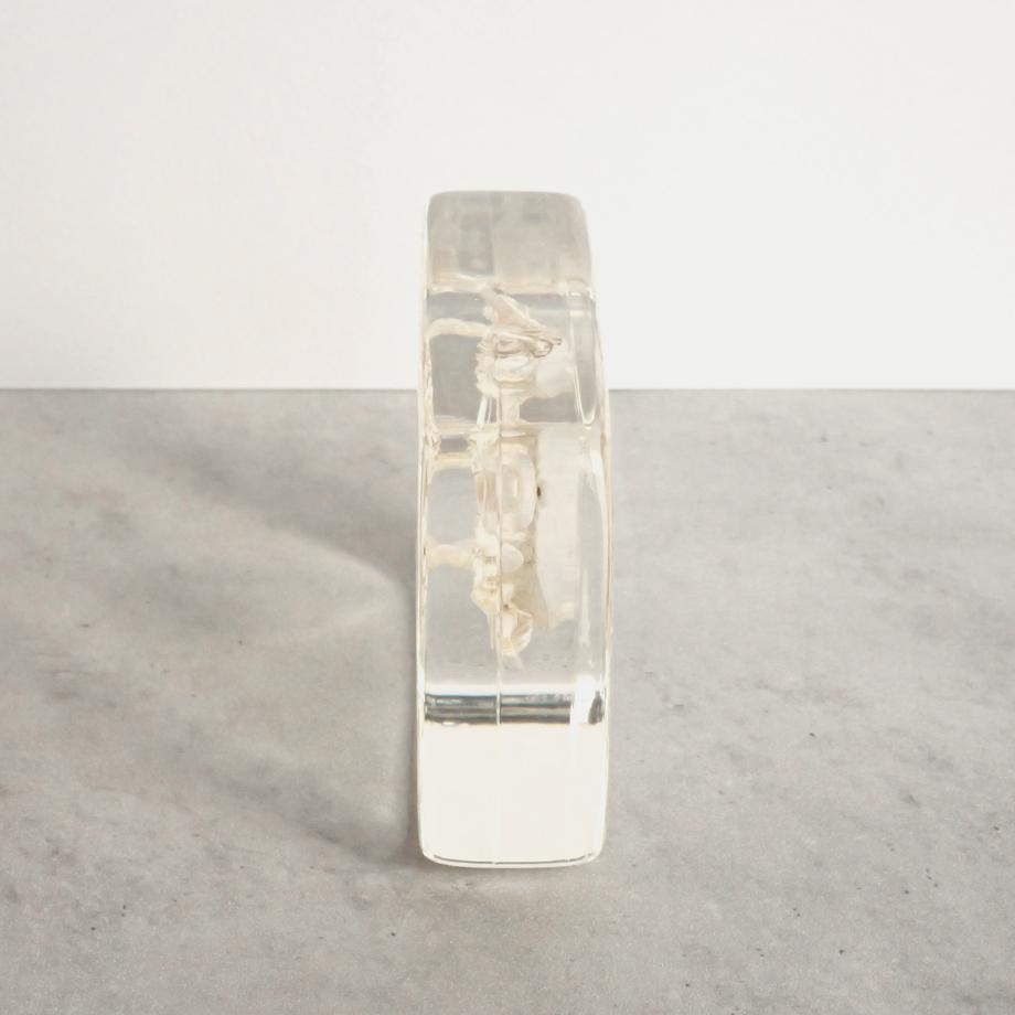 クダヒゲガニ科の一種樹脂封入標本 L (木製標本箱入り) | 10枚目