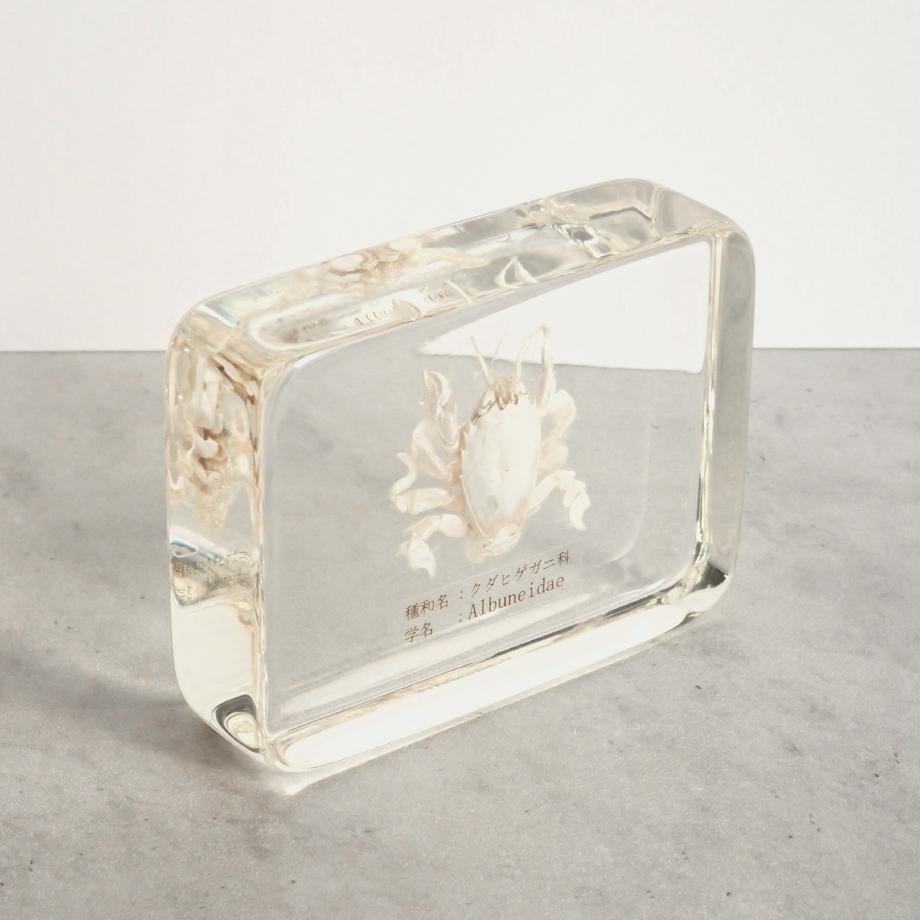 クダヒゲガニ科の一種樹脂封入標本 L (木製標本箱入り) | 11枚目