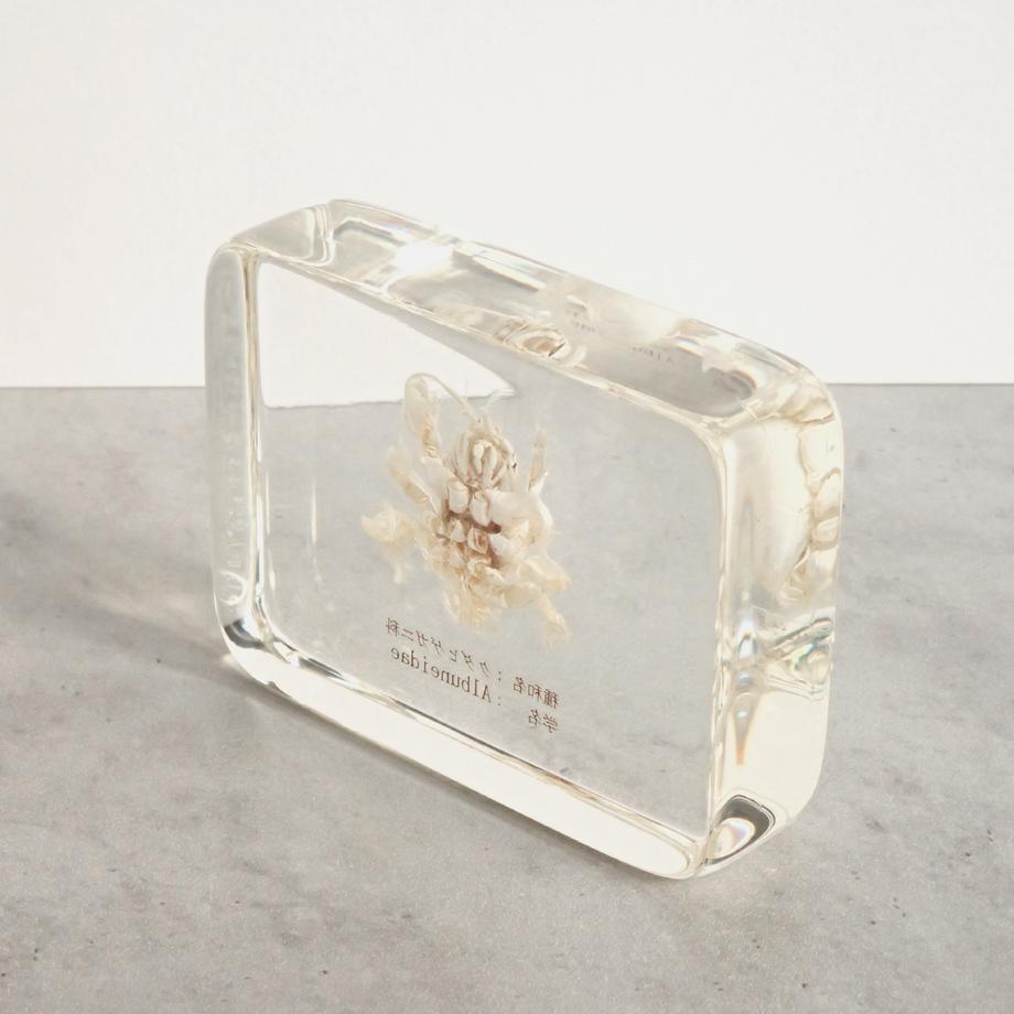 クダヒゲガニ科の一種樹脂封入標本 L (木製標本箱入り) | 12枚目