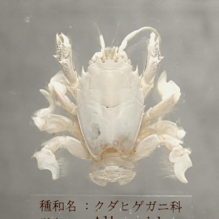 クダヒゲガニ科の一種樹脂封入標本 L (木製標本箱入り) | 13枚目