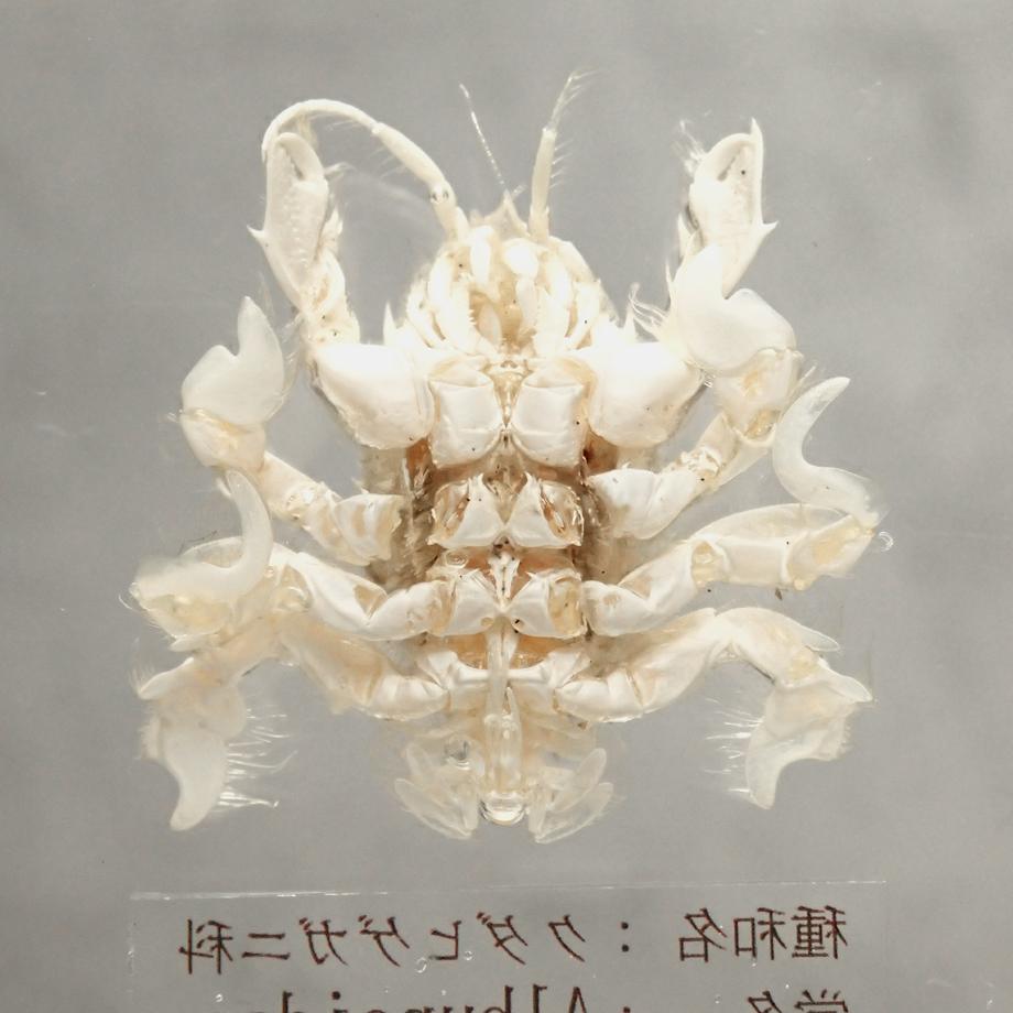 クダヒゲガニ科の一種樹脂封入標本 L (木製標本箱入り) | 14枚目