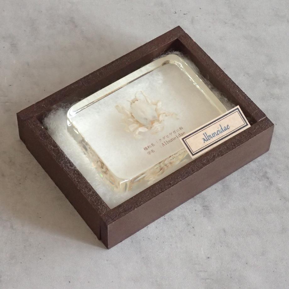 クダヒゲガニ科の一種樹脂封入標本 L (木製標本箱入り) | 15枚目