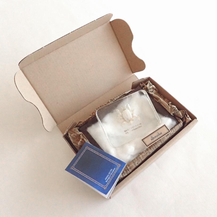 クダヒゲガニ科の一種樹脂封入標本 L (木製標本箱入り) | 16枚目