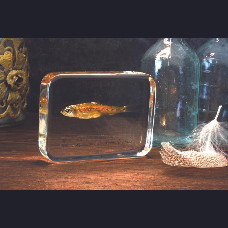 スゴモロコ樹脂封入標本 L (木製標本箱入り) | 18枚目