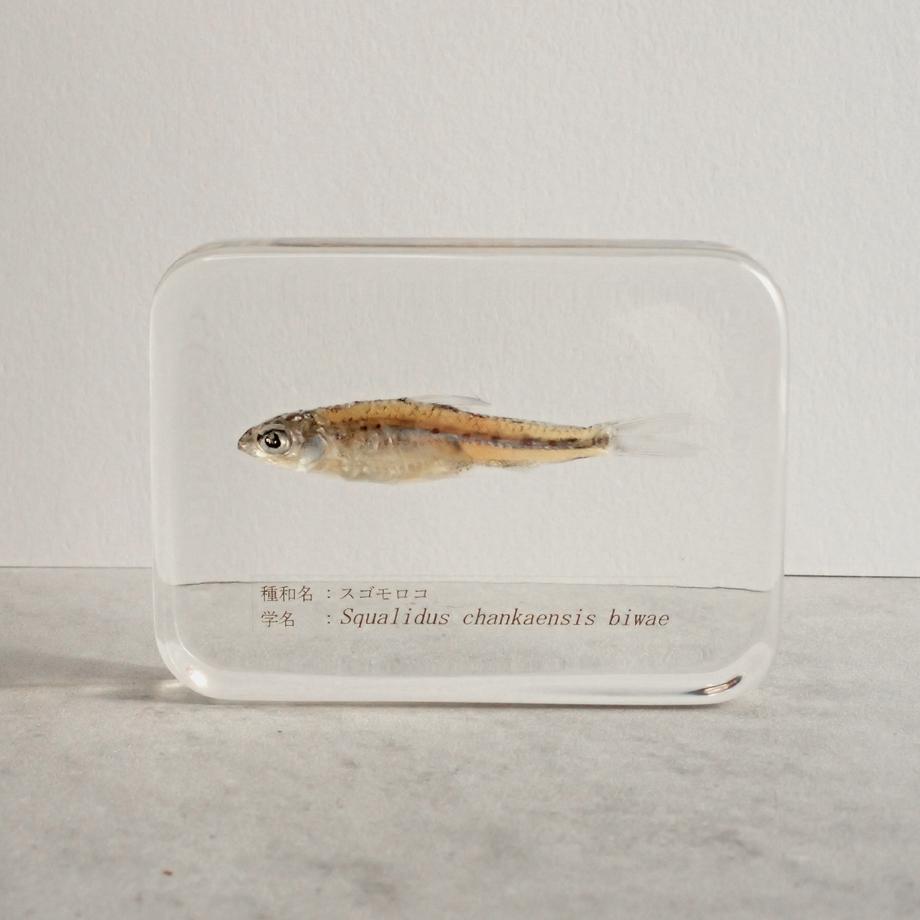 スゴモロコ樹脂封入標本 L (木製標本箱入り) | 5枚目
