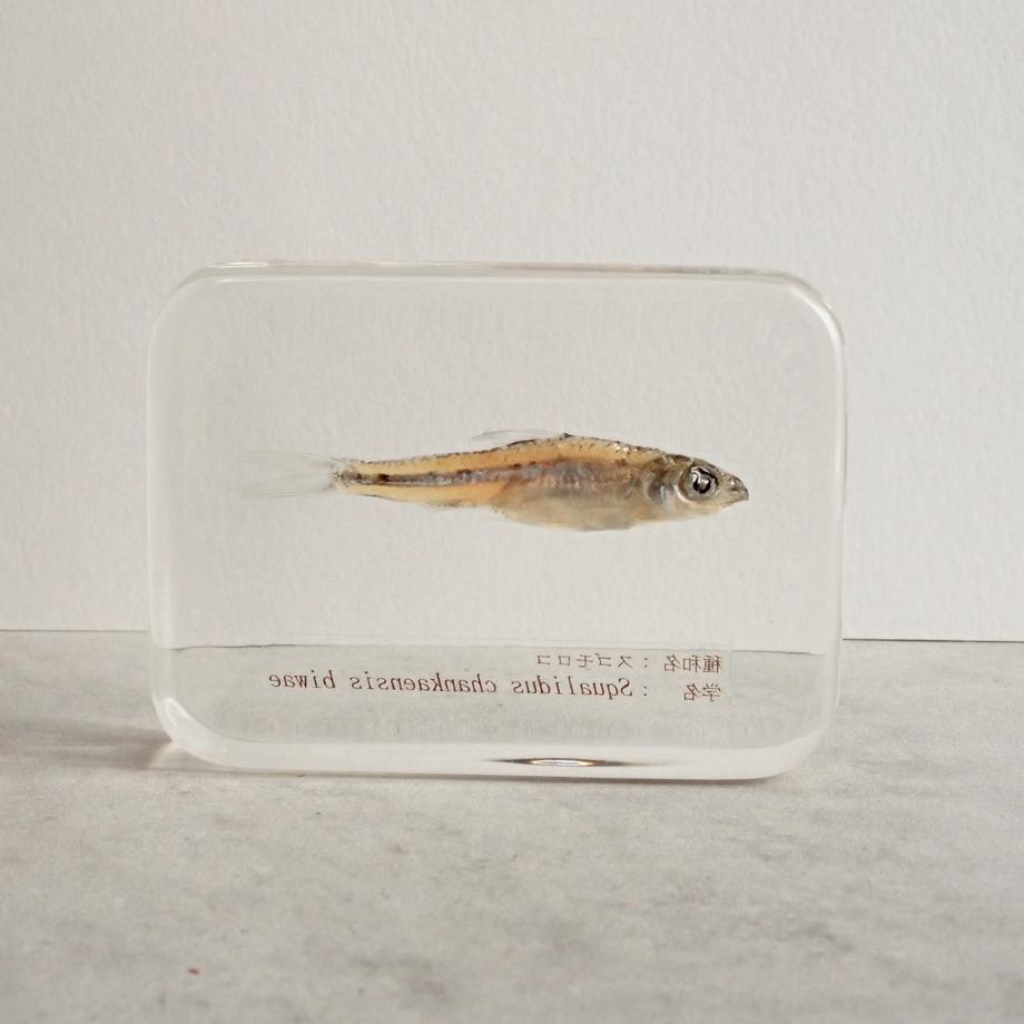 スゴモロコ樹脂封入標本 L (木製標本箱入り) | 6枚目