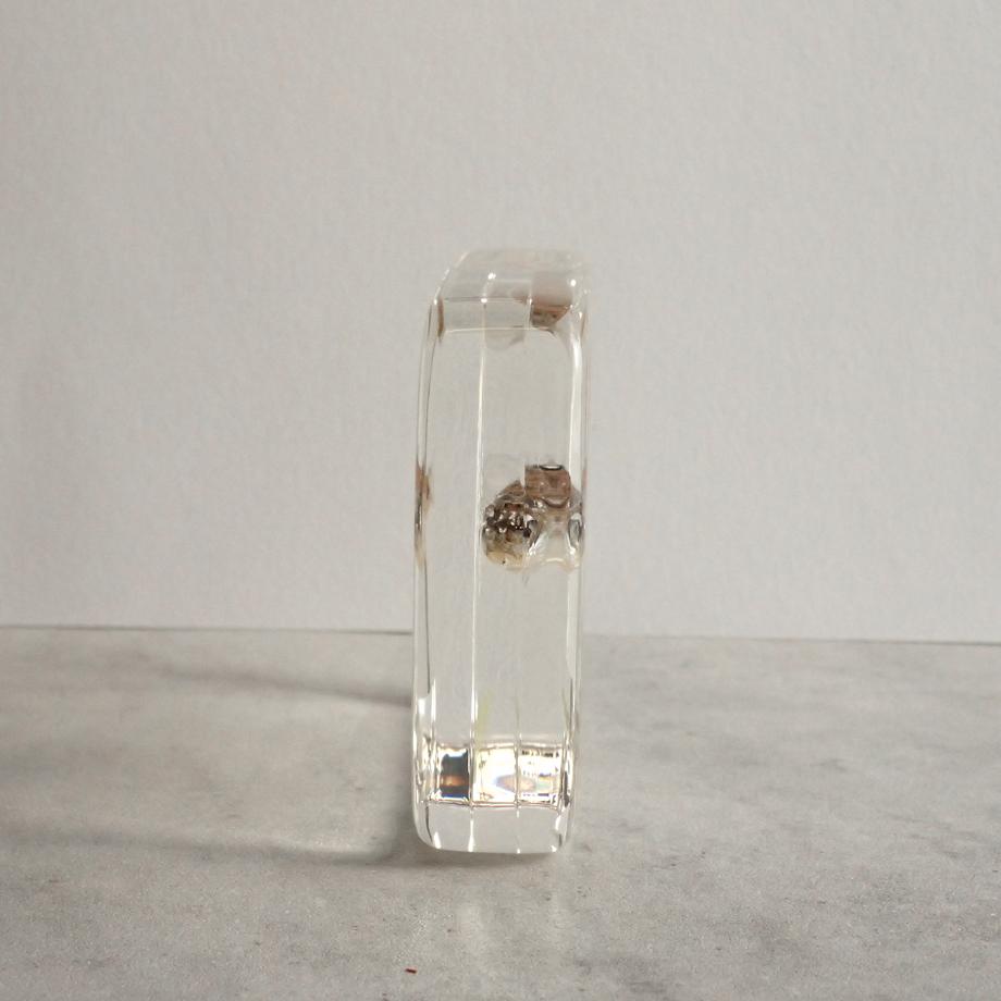 スゴモロコ樹脂封入標本 L (木製標本箱入り) | 7枚目