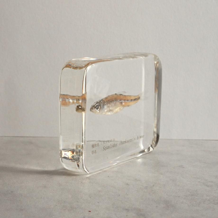 スゴモロコ樹脂封入標本 L (木製標本箱入り) | 8枚目