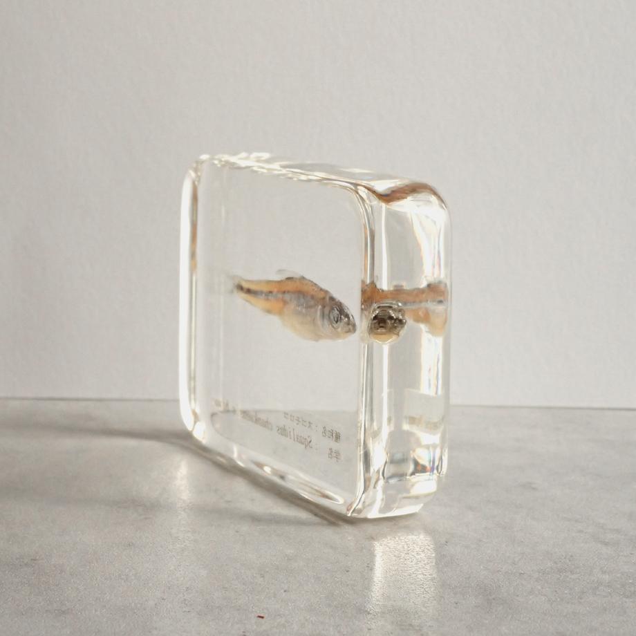 スゴモロコ樹脂封入標本 L (木製標本箱入り) | 9枚目