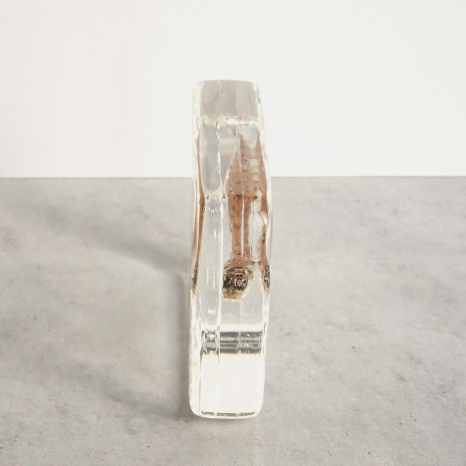 スゴモロコ樹脂封入標本 L (木製標本箱入り) | 10枚目