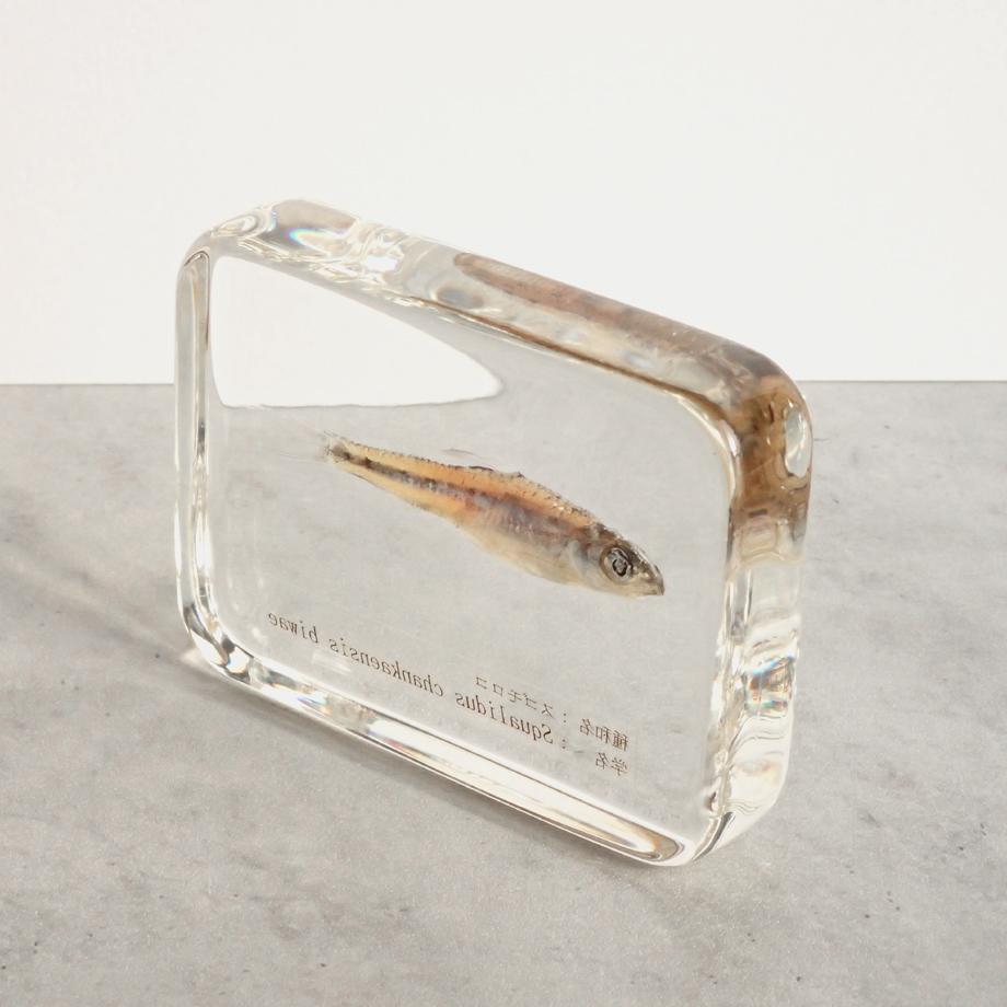 スゴモロコ樹脂封入標本 L (木製標本箱入り) | 12枚目