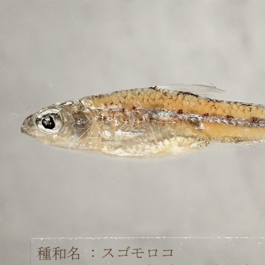 スゴモロコ樹脂封入標本 L (木製標本箱入り) | 13枚目