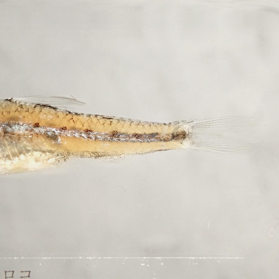 スゴモロコ樹脂封入標本 L (木製標本箱入り) | 14枚目