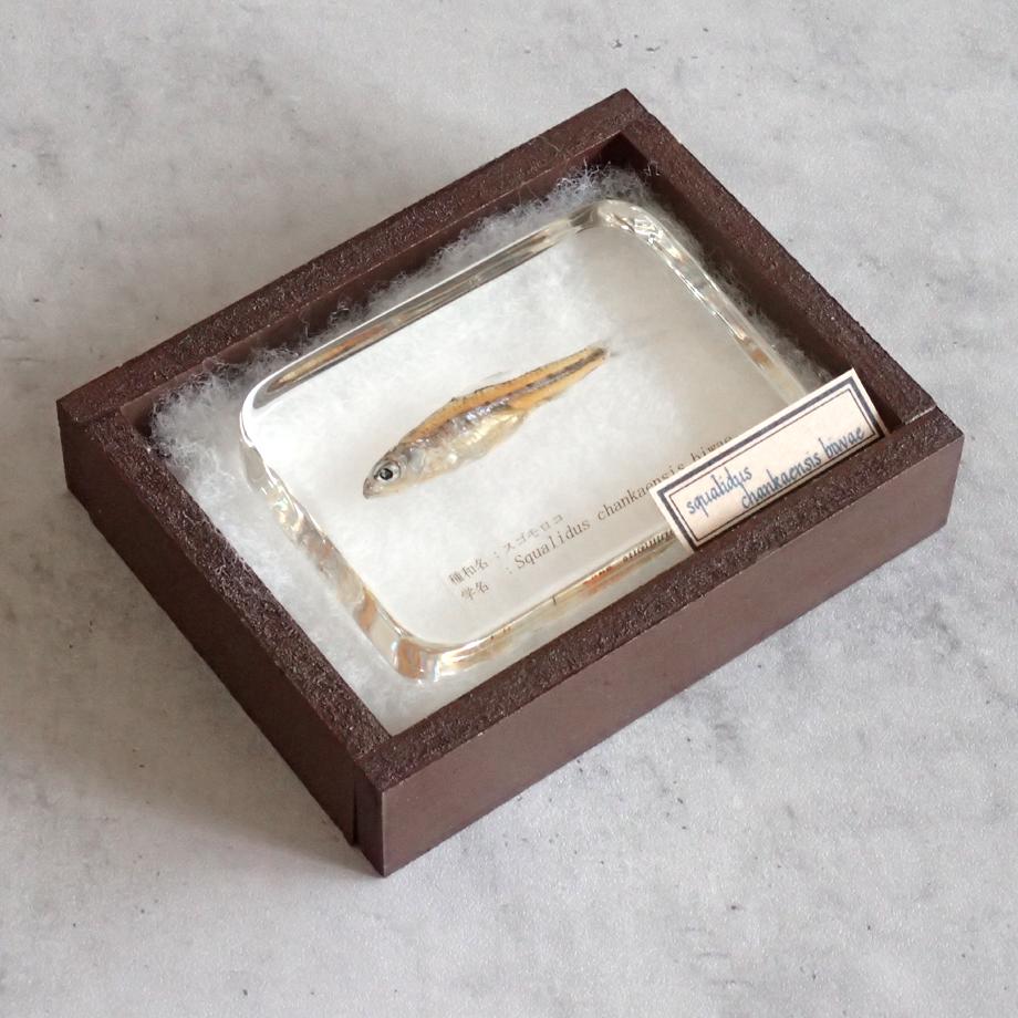 スゴモロコ樹脂封入標本 L (木製標本箱入り) | 15枚目