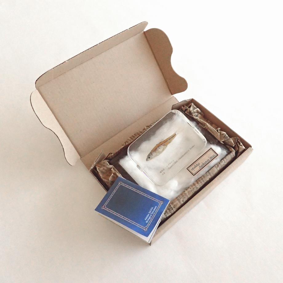 スゴモロコ樹脂封入標本 L (木製標本箱入り) | 16枚目