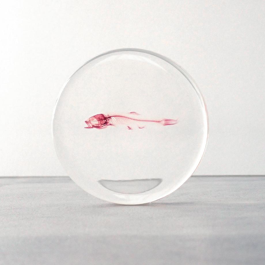 魚類単色染色樹脂封入標本 L (木製標本箱入り) | 5枚目