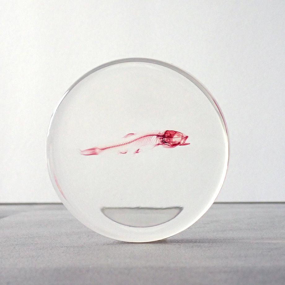 魚類単色染色樹脂封入標本 L (木製標本箱入り) | 6枚目