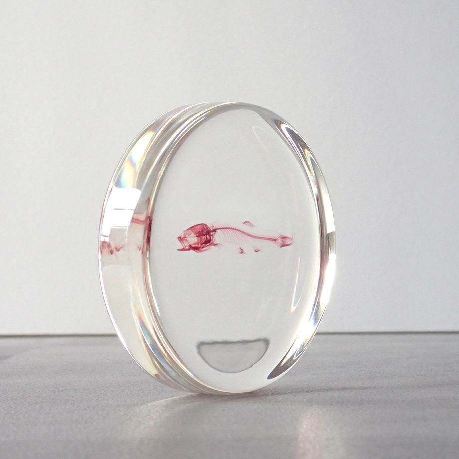 魚類単色染色樹脂封入標本 L (木製標本箱入り) | 8枚目