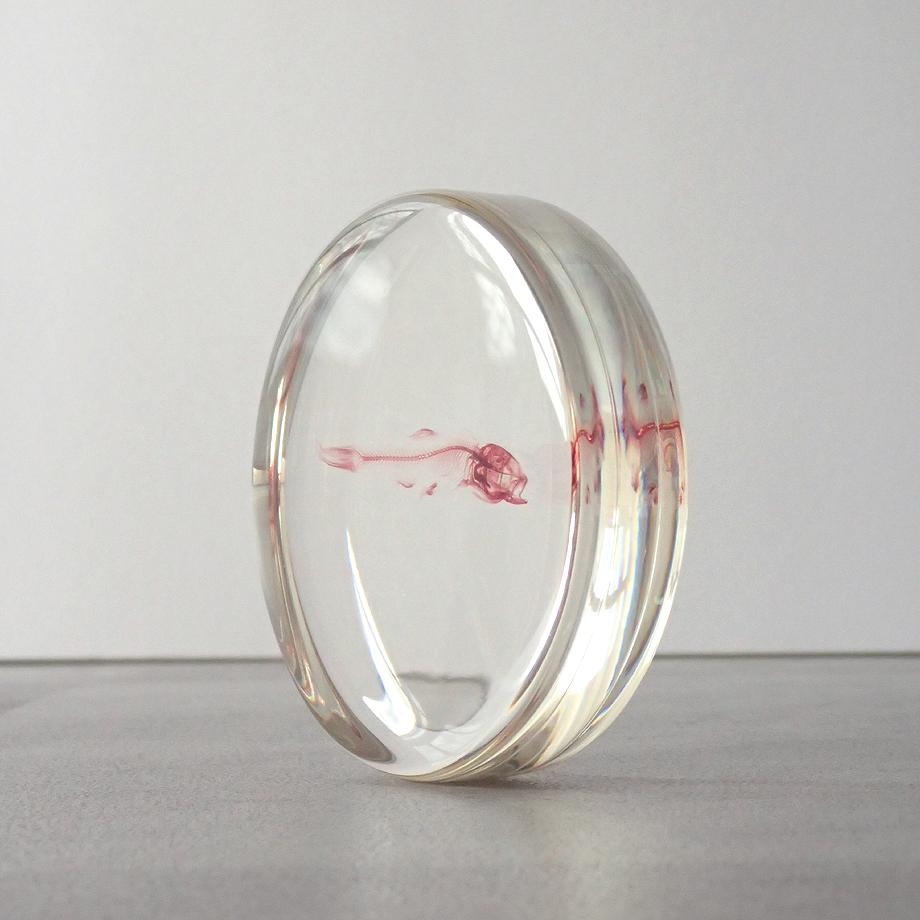 魚類単色染色樹脂封入標本 L (木製標本箱入り) | 9枚目