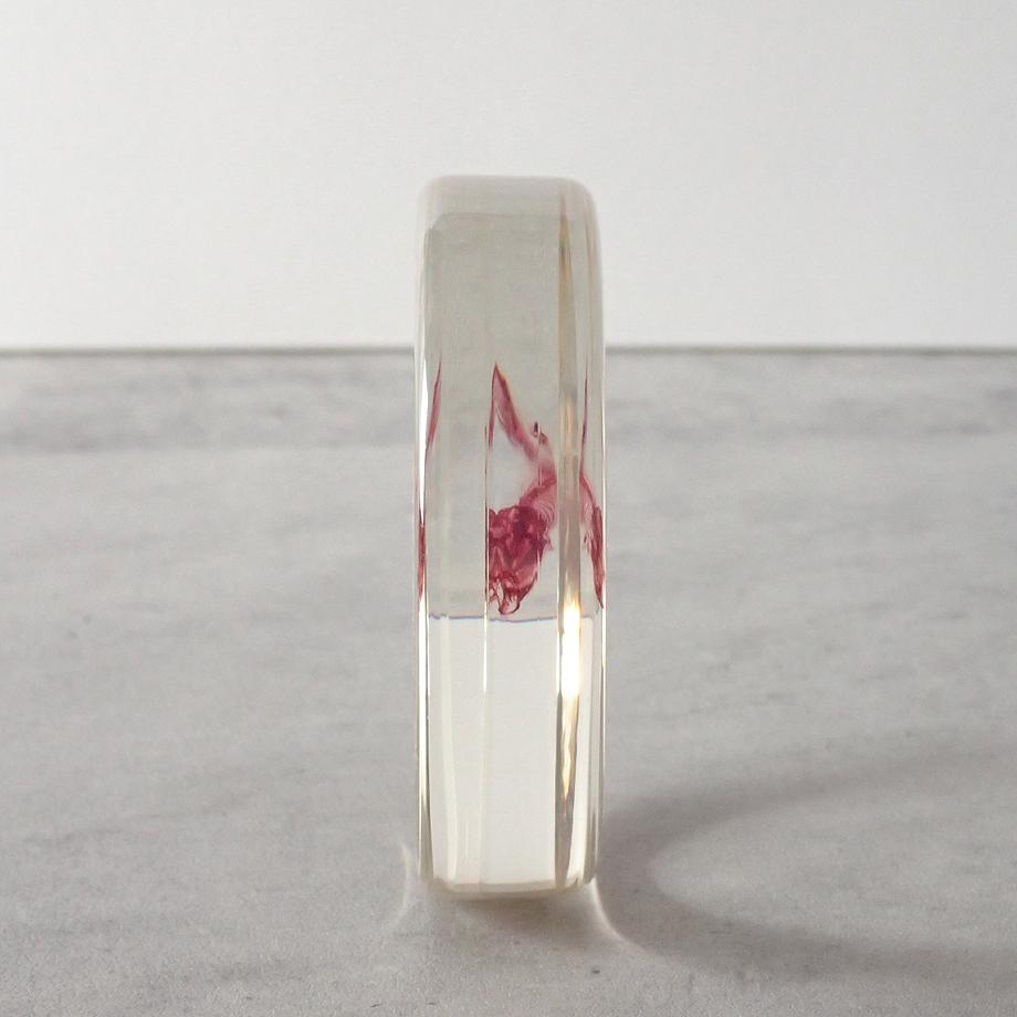 魚類単色染色樹脂封入標本 L (木製標本箱入り) | 10枚目