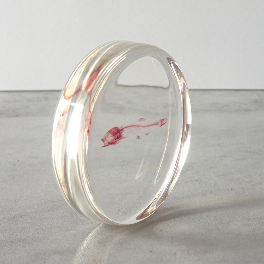 魚類単色染色樹脂封入標本 L (木製標本箱入り) | 11枚目