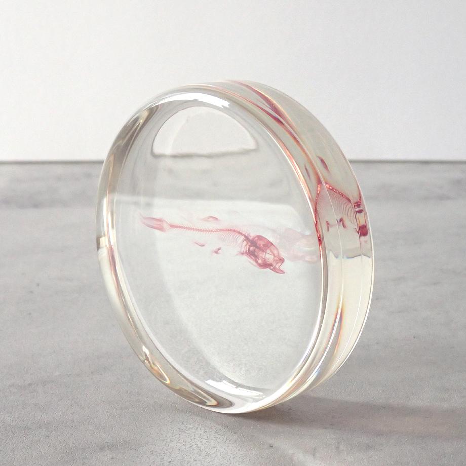 魚類単色染色樹脂封入標本 L (木製標本箱入り) | 12枚目