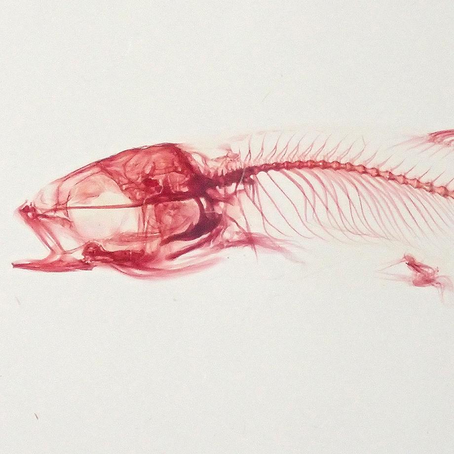 魚類単色染色樹脂封入標本 L (木製標本箱入り) | 13枚目